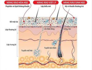 3-dieu-quan-trong-ban-can-biet-ve-cau-truc-cua-da-de-cham-soc-hieu-qua