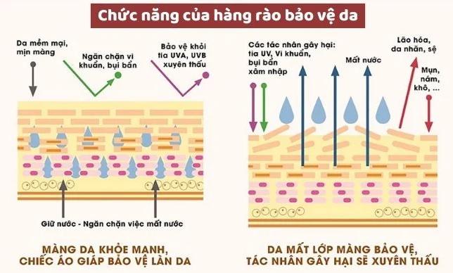 5-cach-phuc-hoi-hang-rao-bao-ve-da-de-co-lan-da-khoe-manh