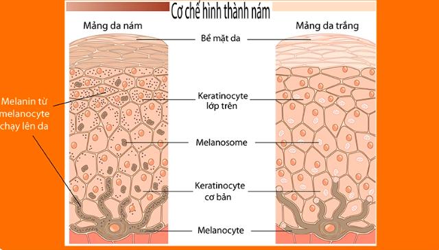 Tàn Nhang và Đồi Mồi