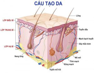 cấu tạo da người