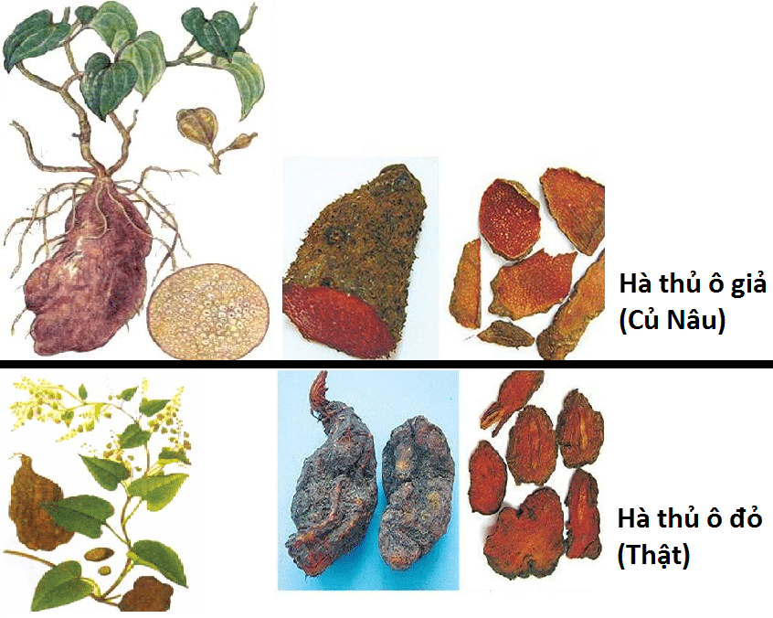 Phân biệt Hà Thủ Ô 