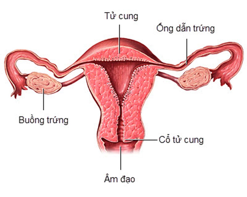 Âm đạo là gì?