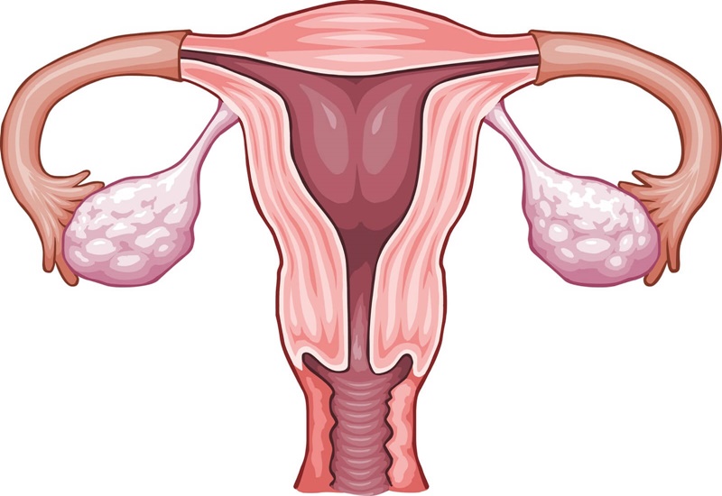 Cách Cải Thiện Buồng Trứng Bằng Chế Độ Ăn Uống