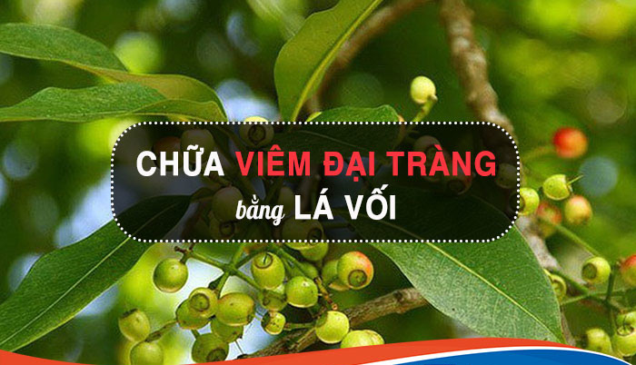 Lá vối có tác dụng gì