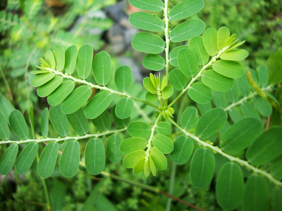 Cây chó đẻ răng cưa có tác dụng gì?