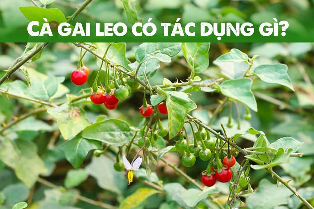 Cây cà gai leo giải độc và hạ men gan