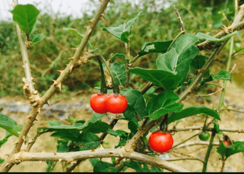 Cà gai leo có tác dụng gì 