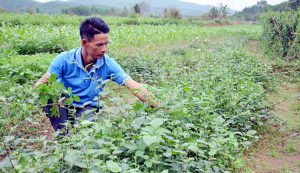 Cà gai leo có tác dụng gì