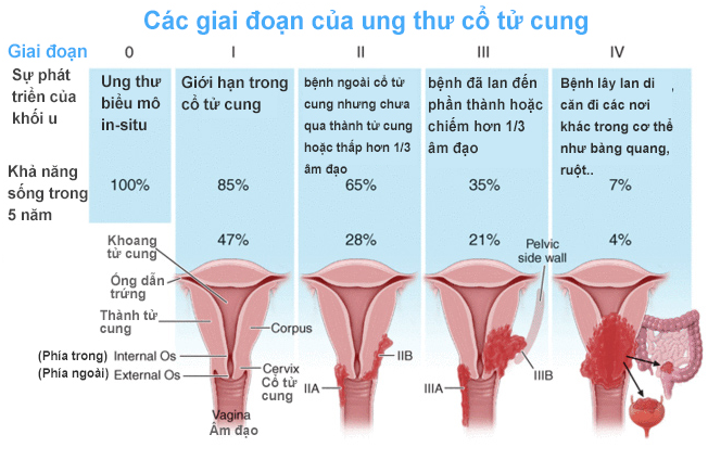 các giau đoạn