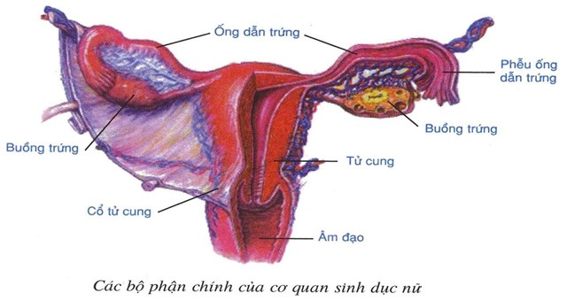 Cấu tạo cơ quan sinh dục nữ 