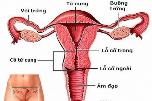 Sờ thấy cục ở cổ tử cung là bị gì?phải làm sao?