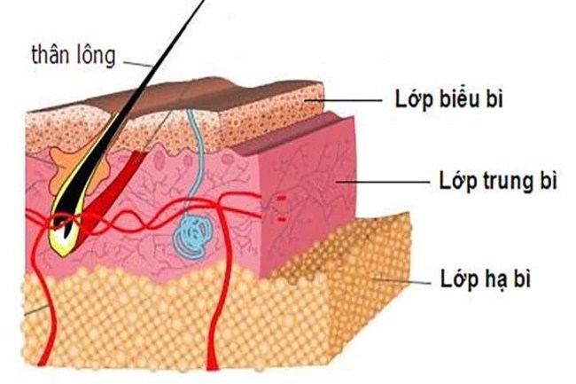 Cấu Trúc Da Gồm Mấy Lớp Và Chức Năng