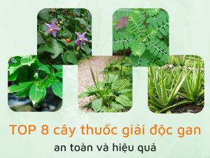 cây thuốc giải độc gan