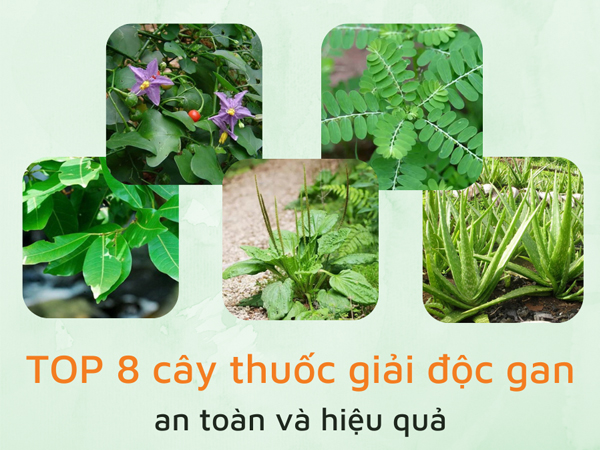  cây thuốc giải độc gan 