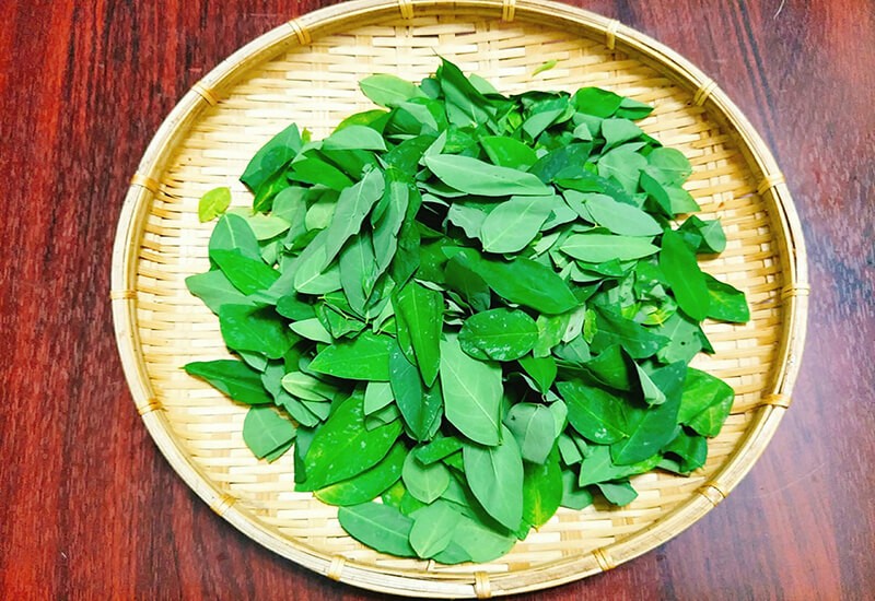 cây thuốc nam uống đẹp da 