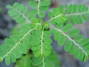 Tác dụng trị bệnh của cây chó đẻ răng cưa