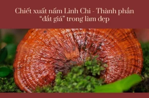 Tác dụng của nấm linh chi