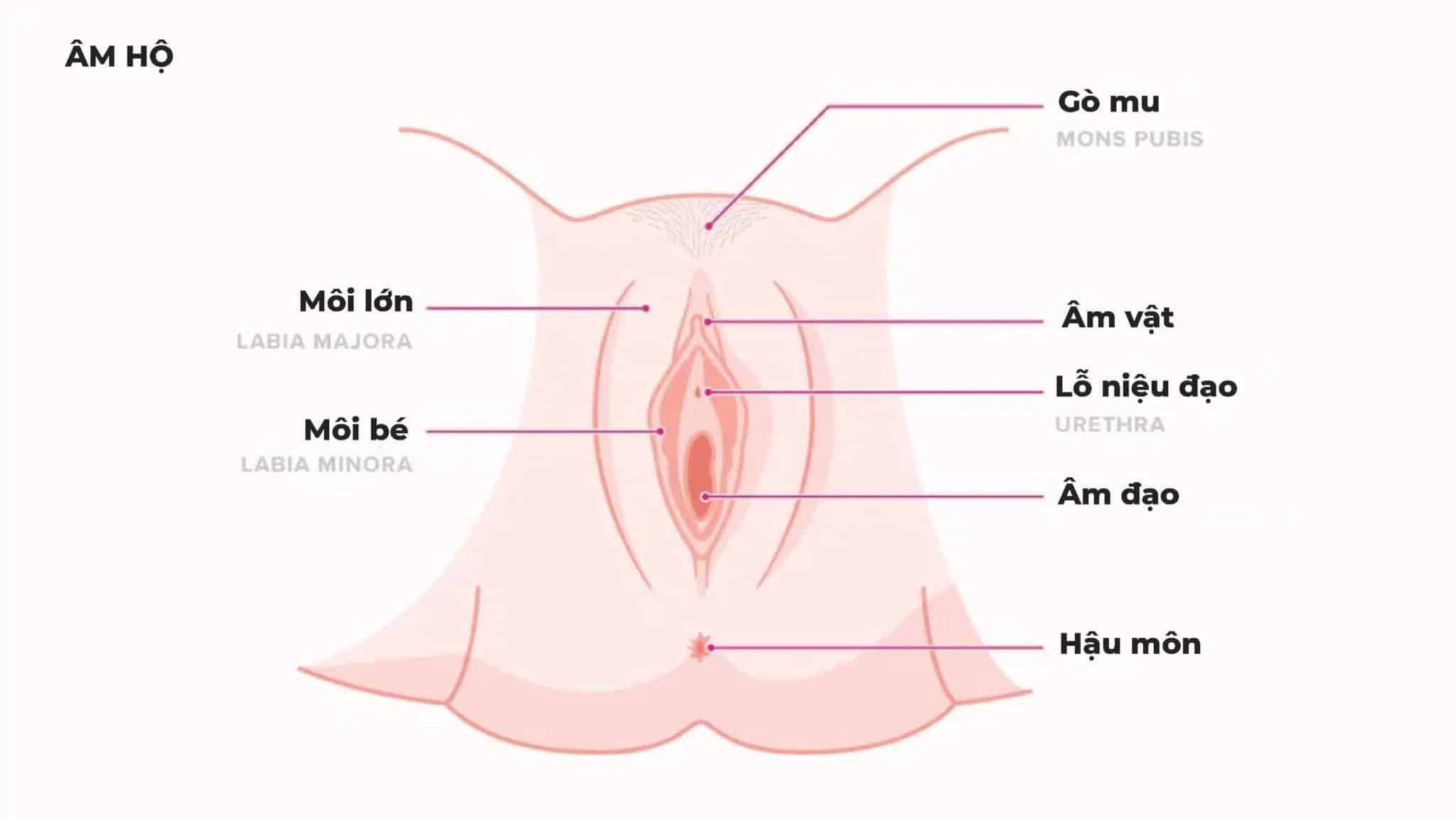 Cấu tạo cơ quan sinh dục 