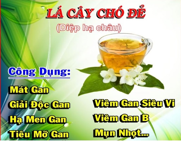 Cây chó đẻ răng cưa và những tác dụng tuyệt vời