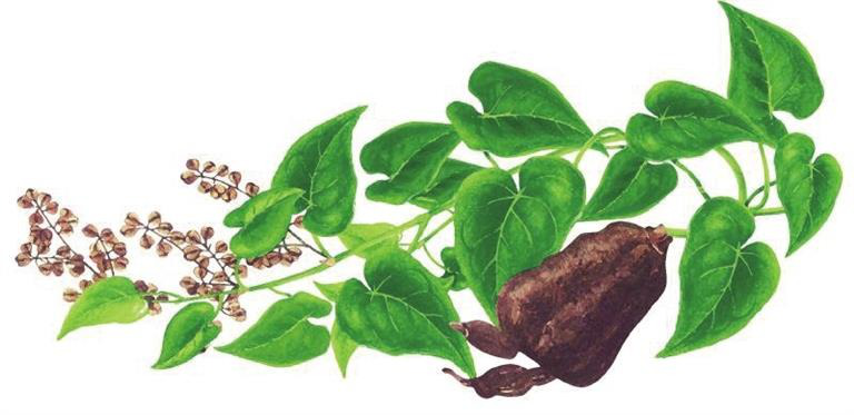 Hà thủ ô thuộc loại cây dây leo