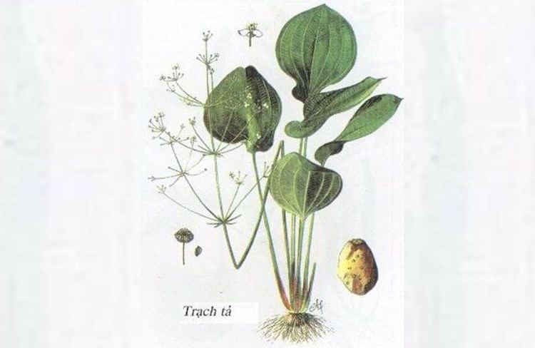 Cây trạch tả có tác dụng gì?