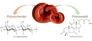 Công dụng của Polysaccharide trong chiết xuất nấm linh chi