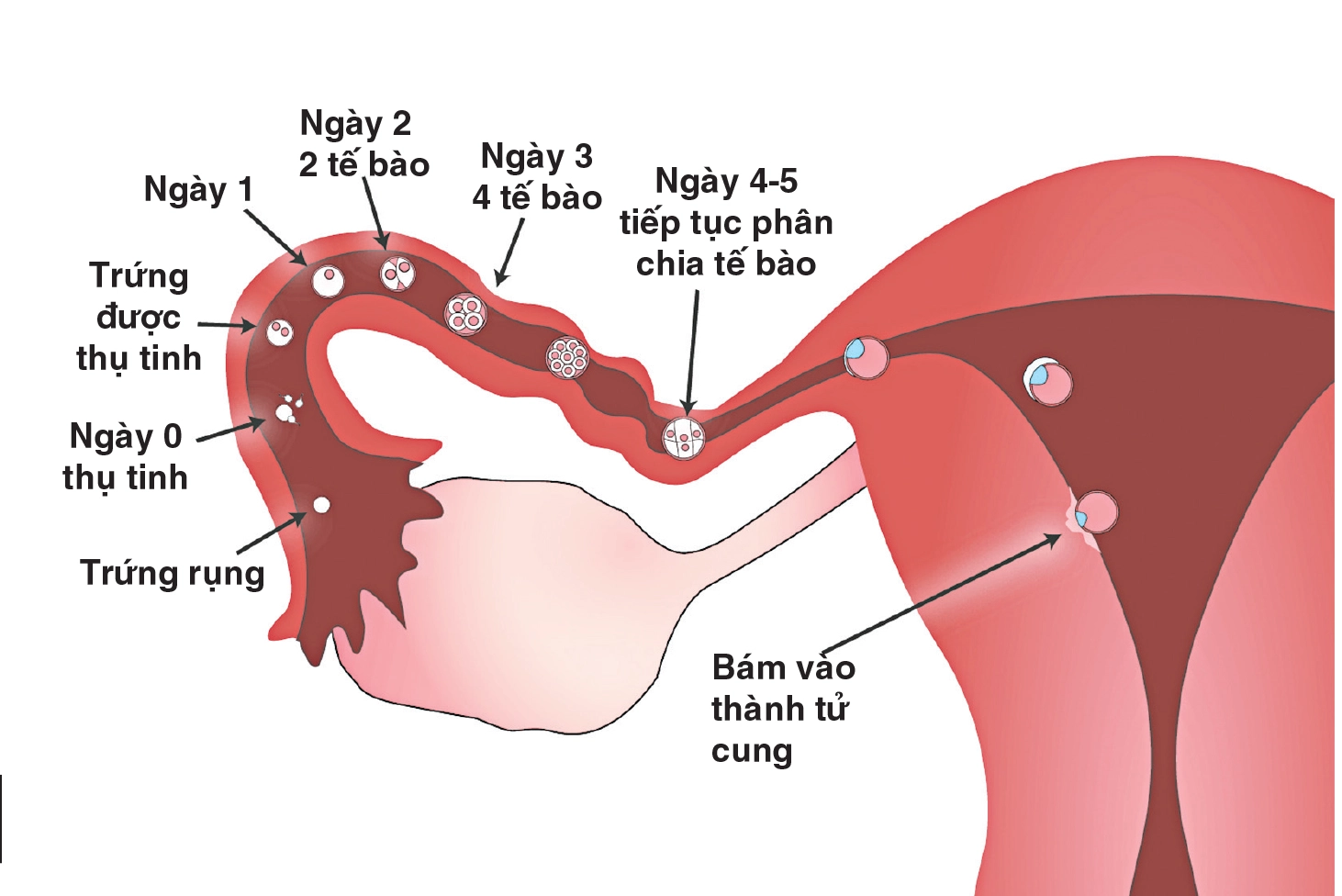 Dấu hiệu rụng trứng rõ ràng, giúp nàng thụ thai thành