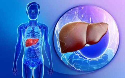 công dụng và những lưu ý khi uống nhân trần