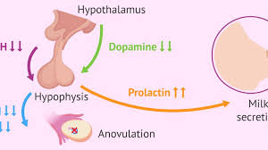 Hormone Prolactin là gì?