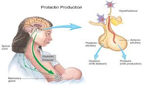 Hormone Prolactin là gì?