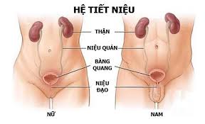 Phân biệt nhiễm trùng tiết niệu và nhiễm nấm sinh dục