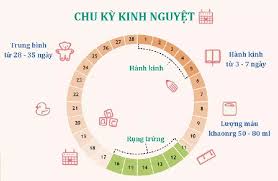 Chu kỳ kinh nguyệt dài bao nhiêu ngày là bình thường?