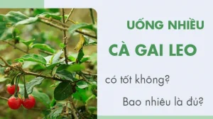 Cà gai leo có tác dụng gì