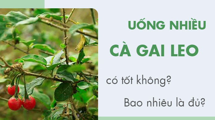Cà gai leo có tác dụng gì