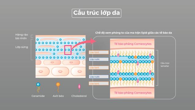 5-cach-ceramide-hoat-dong-hieu-qua-tren-da-ban