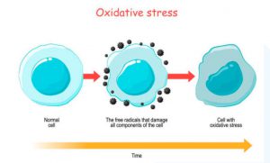 7-anh-huong-cua-stress-oxy-hoa-doi-voi-suc-khoe-va-lan-da