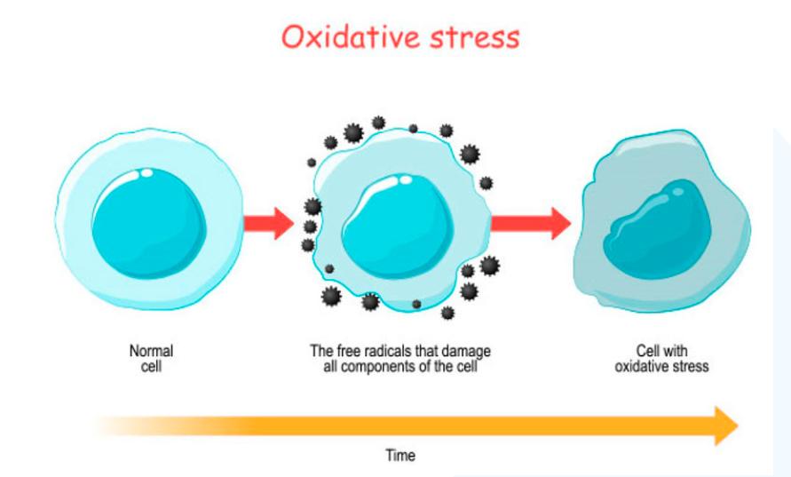 7-anh-huong-cua-stress-oxy-hoa-doi-voi-suc-khoe-va-lan-da