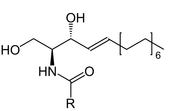 7-thanh-phan-ket-hop-hoan-hao-voi-ceramide-de-tang-hieu-qua-cham-soc-da