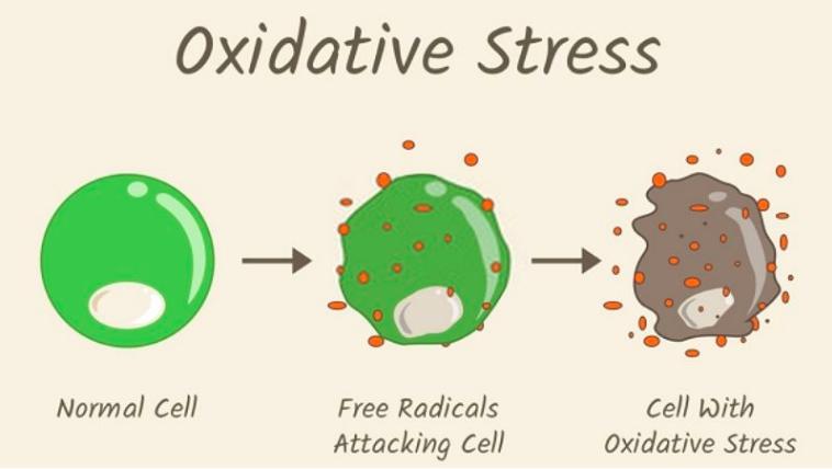 8-cach-ngan-ngua-stress-oxy-hoa-de-bao-ve-lan-da-va-suc-khoe