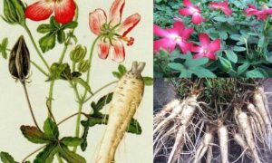 Sâm bố chính: Dược liệu có nhiều tiềm năng trong điều trị bệnh