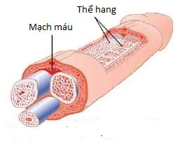 Rối Loạn Cương Dương Một Vấn Đề Phổ Biến và Tác Động của Nó