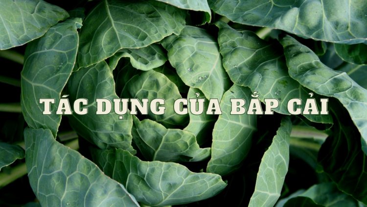 Tác Dụng Của Bắp Cải