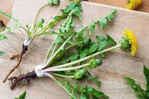 11 bài thuốc đông y chữa bệnh từ cây bồ công anh