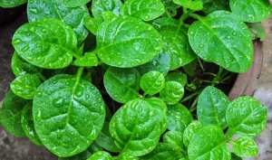 Lá mồng tơi thường mọc đơn lẻ và có cuống