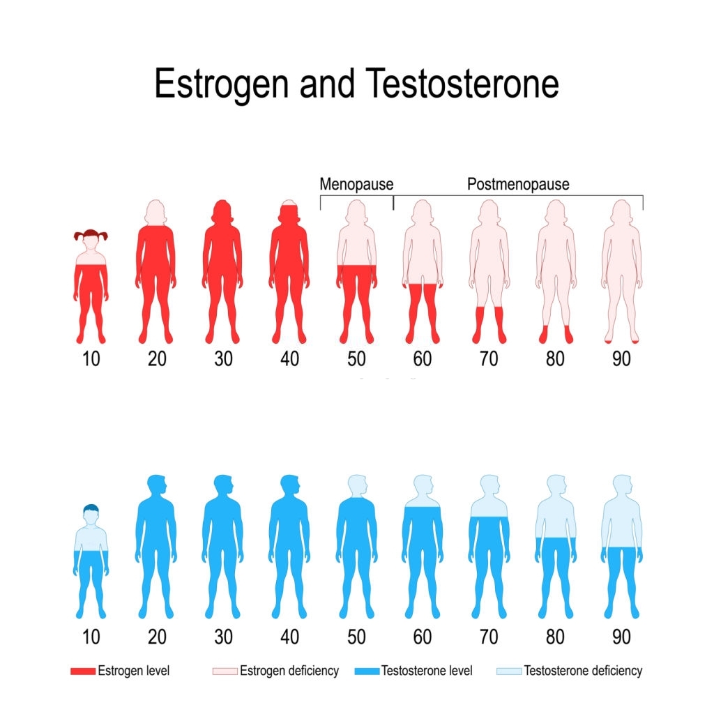 Estrogen và Testosterone